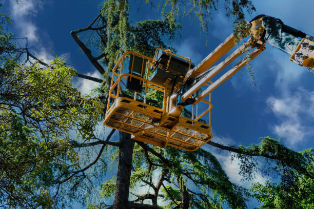  Tallahassee, FL Tree Removal and Landscaping Services Pros